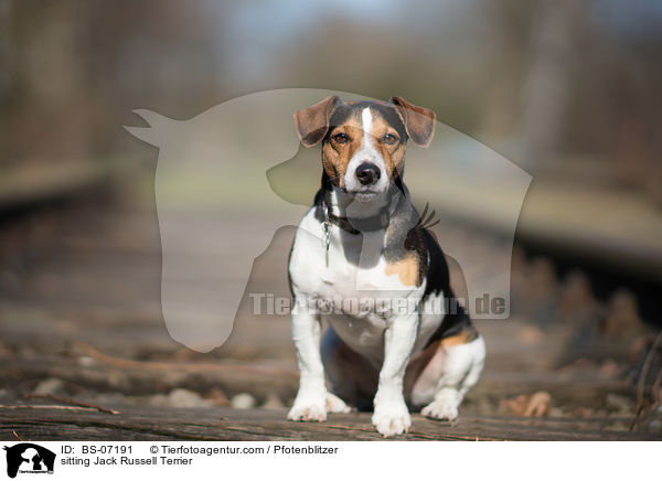 sitzender Jack Russell Terrier / sitting Jack Russell Terrier / BS-07191