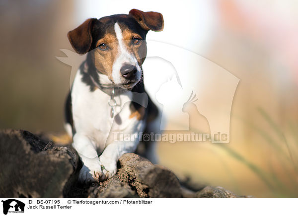 Jack Russell Terrier / Jack Russell Terrier / BS-07195