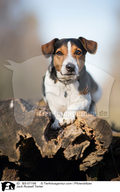 Jack Russell Terrier / Jack Russell Terrier / BS-07196