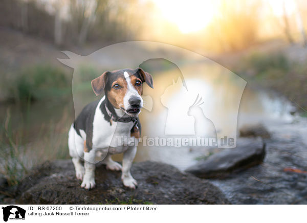 sitzender Jack Russell Terrier / sitting Jack Russell Terrier / BS-07200
