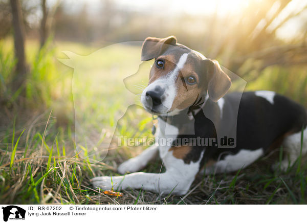 liegender Jack Russell Terrier / lying Jack Russell Terrier / BS-07202