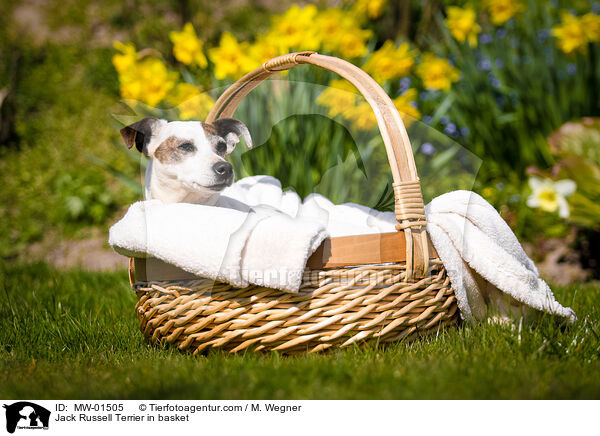 Jack Russell Terrier im Krbchen / Jack Russell Terrier in basket / MW-01505
