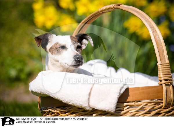 Jack Russell Terrier im Krbchen / Jack Russell Terrier in basket / MW-01506