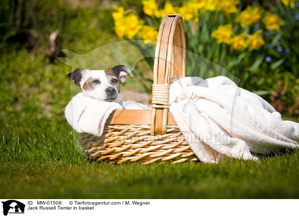 Jack Russell Terrier im Krbchen / Jack Russell Terrier in basket / MW-01508