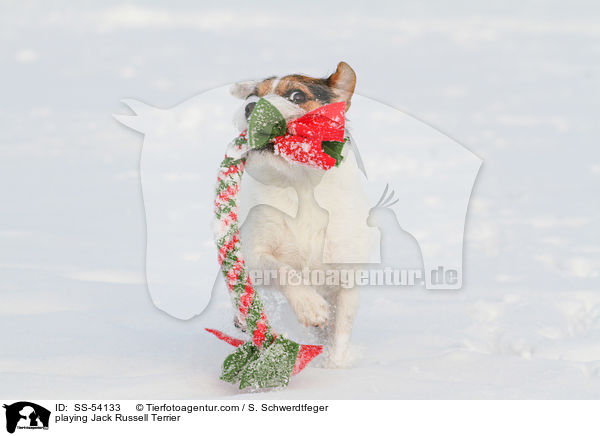 spielender Jack Russell Terrier / playing Jack Russell Terrier / SS-54133