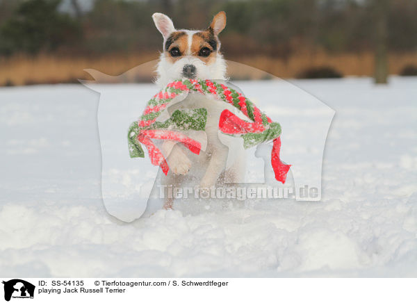 playing Jack Russell Terrier / SS-54135
