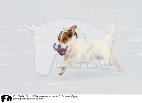 playing Jack Russell Terrier / SS-54136