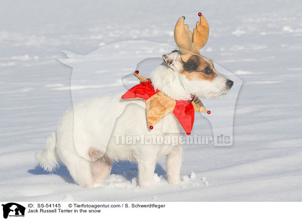 Jack Russell Terrier im Schnee / Jack Russell Terrier in the snow / SS-54145