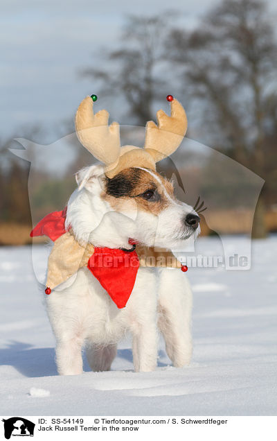 Jack Russell Terrier im Schnee / Jack Russell Terrier in the snow / SS-54149