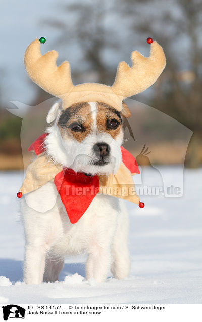 Jack Russell Terrier im Schnee / Jack Russell Terrier in the snow / SS-54152