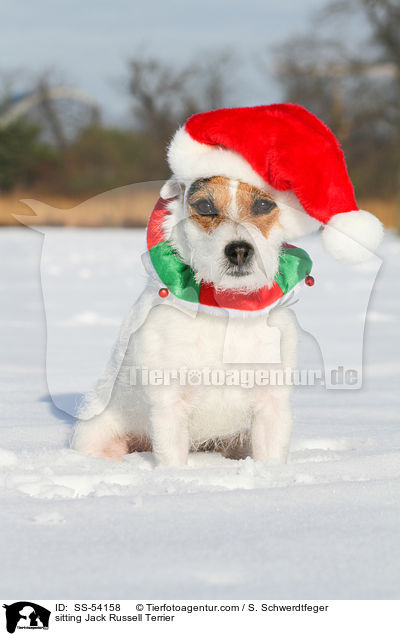 sitting Jack Russell Terrier / SS-54158