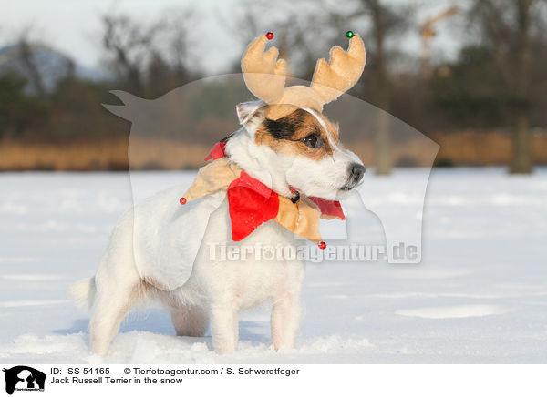 Jack Russell Terrier in the snow / SS-54165