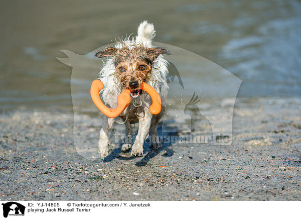 spielender Jack Russell Terrier / playing Jack Russell Terrier / YJ-14805
