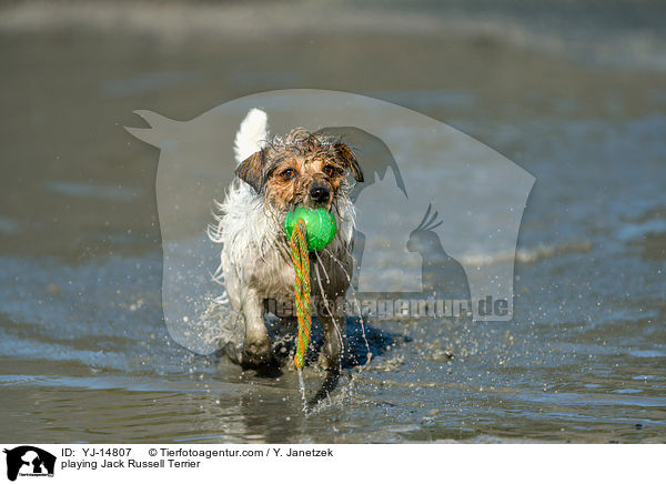 spielender Jack Russell Terrier / playing Jack Russell Terrier / YJ-14807