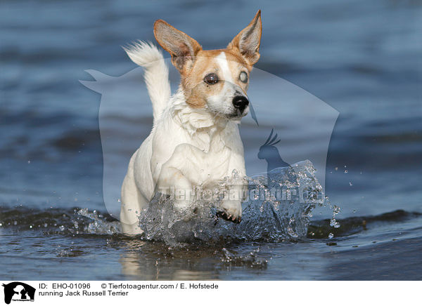 rennender Jack Russell Terrier / running Jack Russell Terrier / EHO-01096