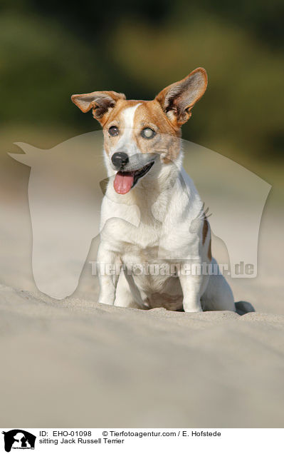 sitting Jack Russell Terrier / EHO-01098