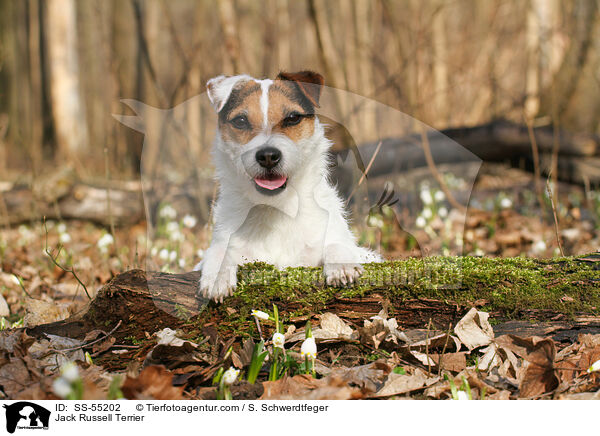Jack Russell Terrier / Jack Russell Terrier / SS-55202
