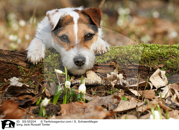 liegender Jack Russell Terrier / lying Jack Russell Terrier / SS-55204