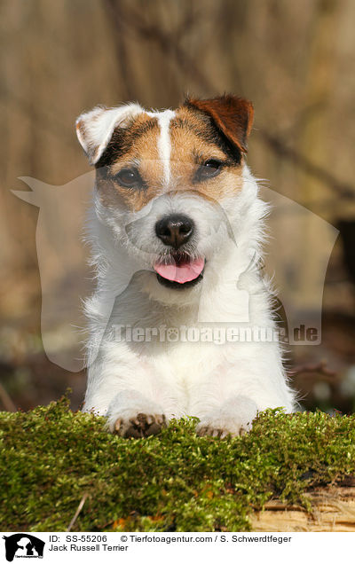 Jack Russell Terrier / Jack Russell Terrier / SS-55206