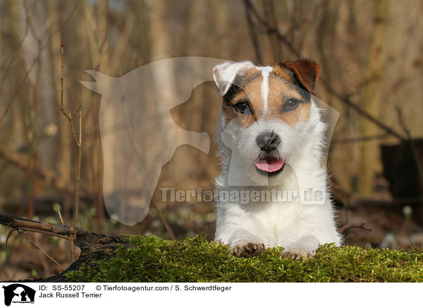 Jack Russell Terrier / Jack Russell Terrier / SS-55207