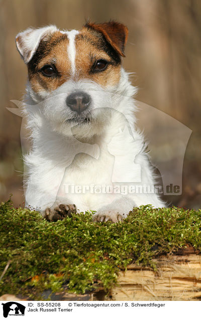 Jack Russell Terrier / Jack Russell Terrier / SS-55208