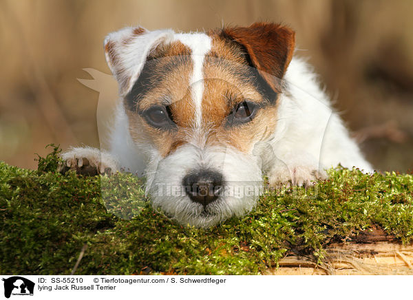 liegender Jack Russell Terrier / lying Jack Russell Terrier / SS-55210