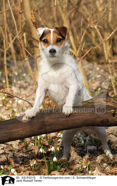 Jack Russell Terrier / Jack Russell Terrier / SS-55216