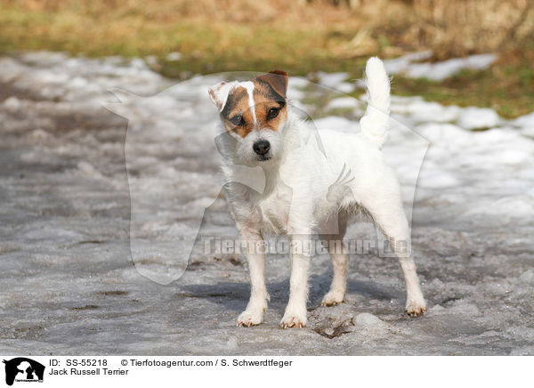Jack Russell Terrier / Jack Russell Terrier / SS-55218
