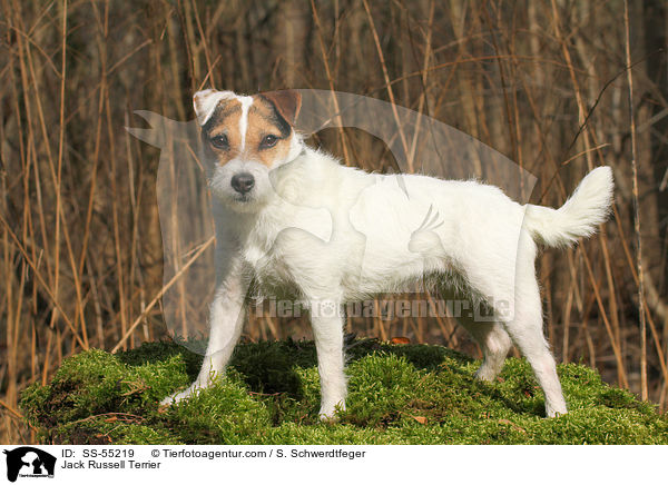 Jack Russell Terrier / Jack Russell Terrier / SS-55219