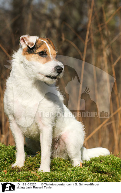 sitzender Jack Russell Terrier / sitting Jack Russell Terrier / SS-55220