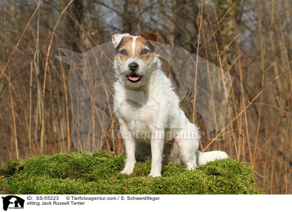 sitzender Jack Russell Terrier / sitting Jack Russell Terrier / SS-55223