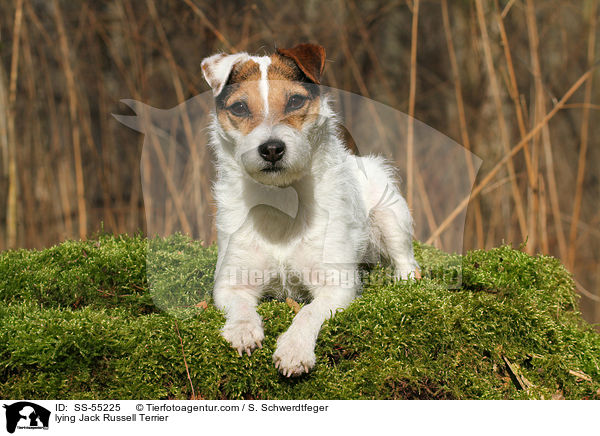liegender Jack Russell Terrier / lying Jack Russell Terrier / SS-55225