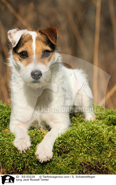 liegender Jack Russell Terrier / lying Jack Russell Terrier / SS-55226