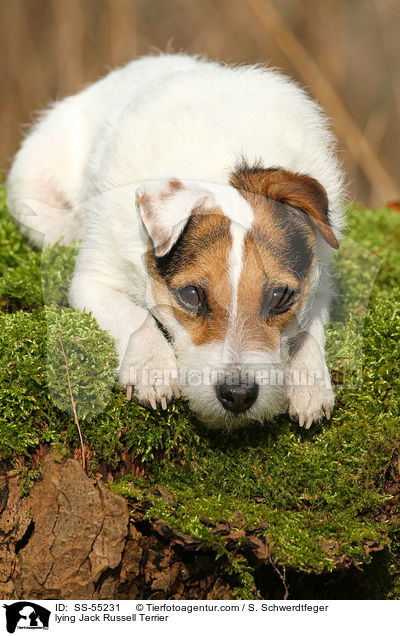 liegender Jack Russell Terrier / lying Jack Russell Terrier / SS-55231
