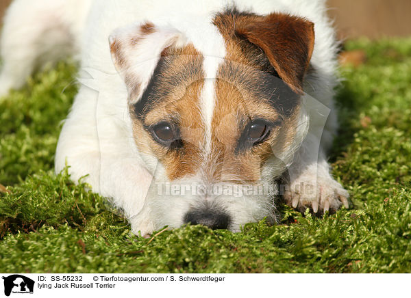liegender Jack Russell Terrier / lying Jack Russell Terrier / SS-55232