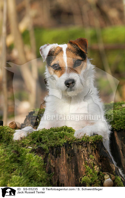 Jack Russell Terrier / Jack Russell Terrier / SS-55235