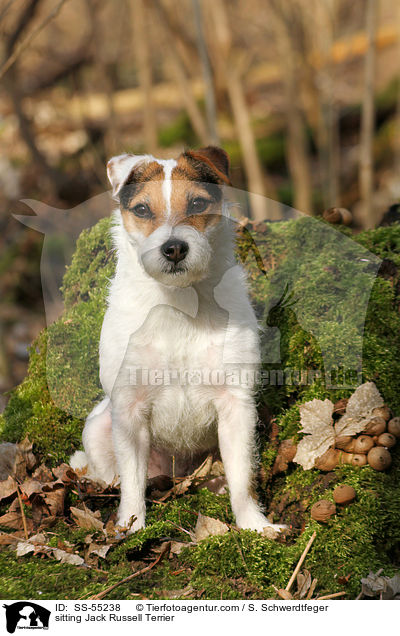 sitzender Jack Russell Terrier / sitting Jack Russell Terrier / SS-55238