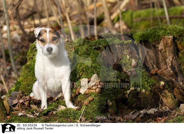 sitzender Jack Russell Terrier / sitting Jack Russell Terrier / SS-55239