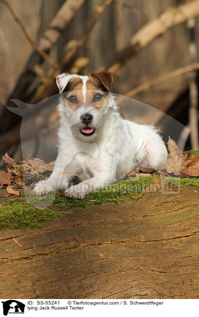 liegender Jack Russell Terrier / lying Jack Russell Terrier / SS-55241