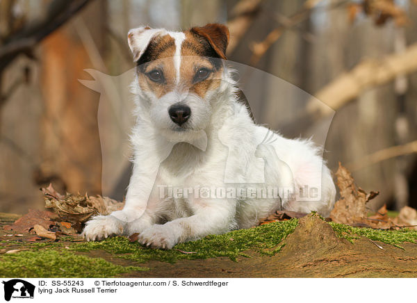 liegender Jack Russell Terrier / lying Jack Russell Terrier / SS-55243