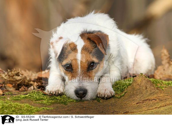 liegender Jack Russell Terrier / lying Jack Russell Terrier / SS-55244