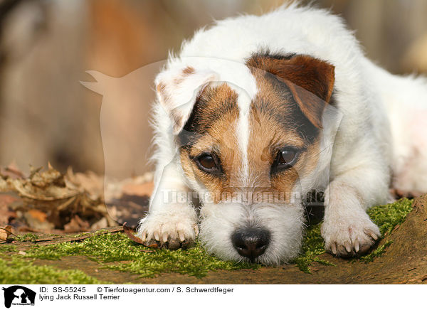 liegender Jack Russell Terrier / lying Jack Russell Terrier / SS-55245