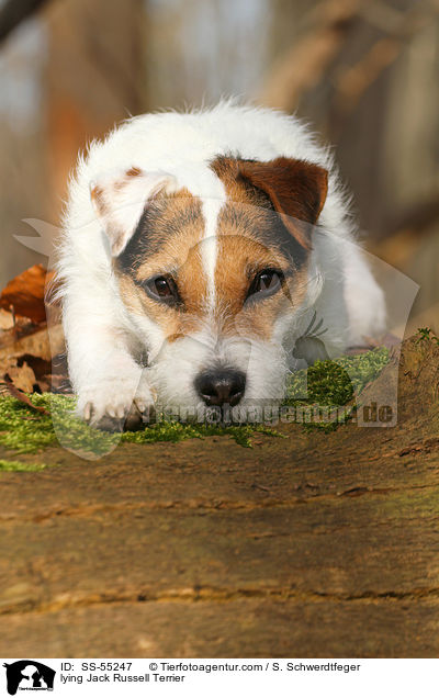 liegender Jack Russell Terrier / lying Jack Russell Terrier / SS-55247