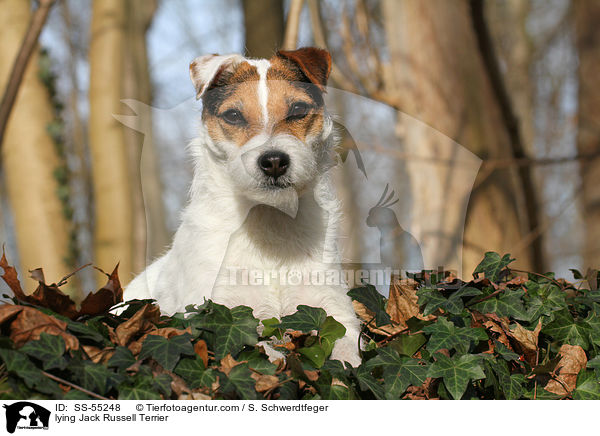 liegender Jack Russell Terrier / lying Jack Russell Terrier / SS-55248