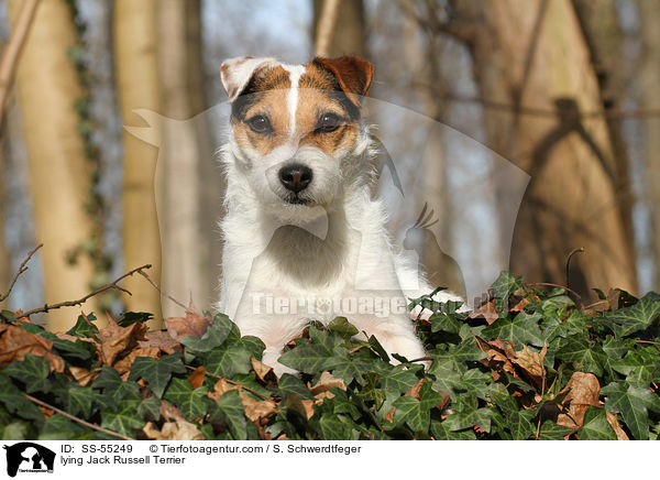 liegender Jack Russell Terrier / lying Jack Russell Terrier / SS-55249