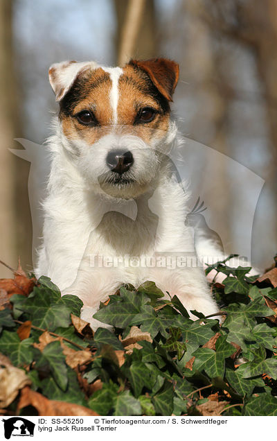 liegender Jack Russell Terrier / lying Jack Russell Terrier / SS-55250