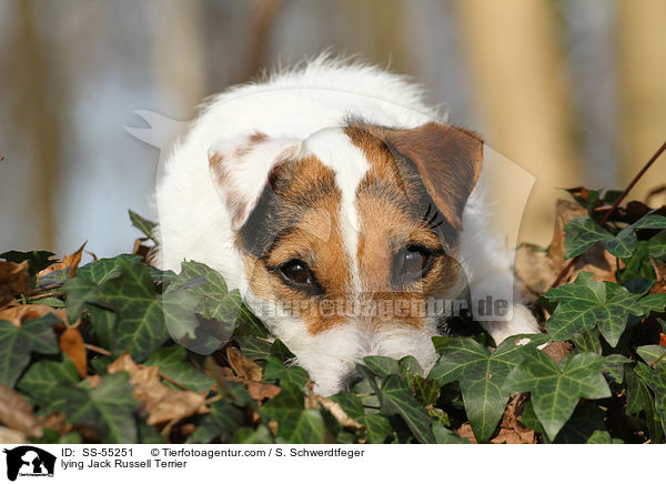 liegender Jack Russell Terrier / lying Jack Russell Terrier / SS-55251