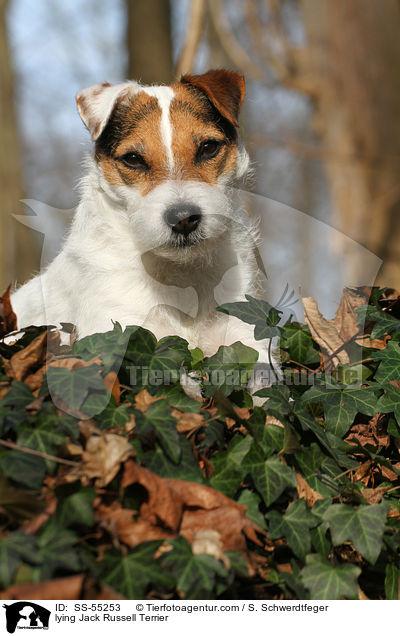 liegender Jack Russell Terrier / lying Jack Russell Terrier / SS-55253