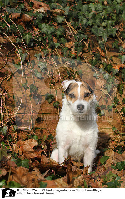 sitzender Jack Russell Terrier / sitting Jack Russell Terrier / SS-55254
