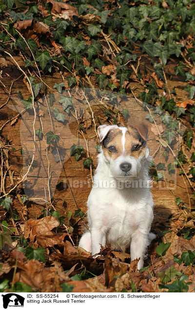 sitting Jack Russell Terrier / SS-55254